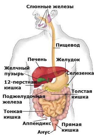 Органы пищеварительной системы