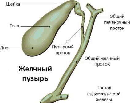 Строение желчного пузыря