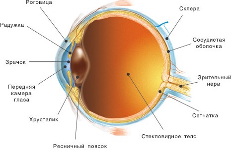 Строение глаза