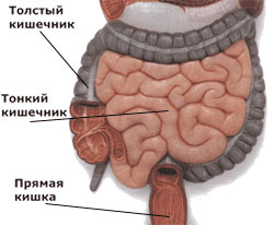 Кишечник