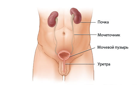 Органы мочевыделительной системы