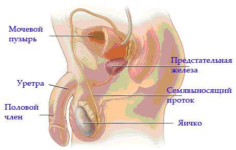 Рак предстательной железы