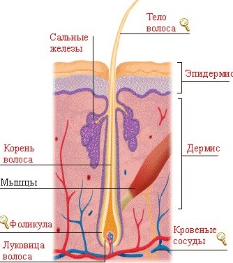 Схема строения волоса человека